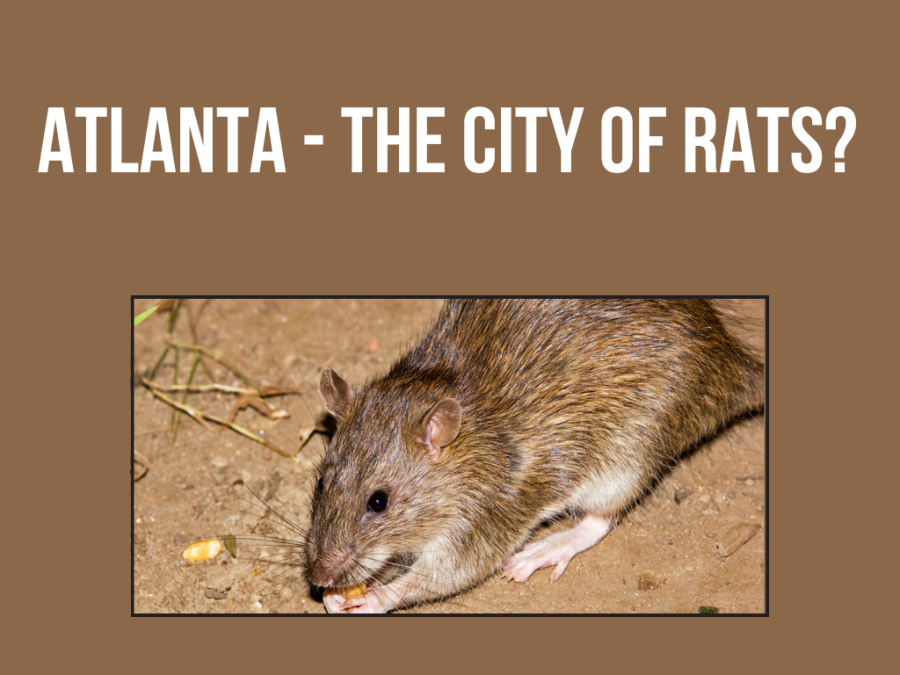 Atlanta - The City of Rats?